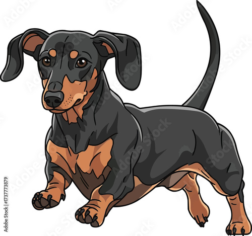 Dachshund dog jumping running playful cute vector illustration