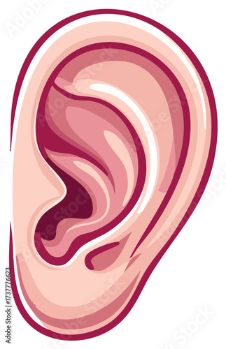 Stylized human ear with pink and magenta shading and bold outlines a clean graphic representation of the organ