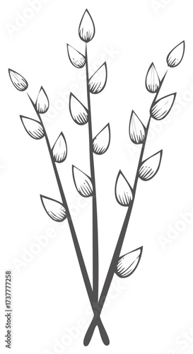 Pussy Willow Branches Elegant Botanical Springtime Illustration in Monochrome Tones