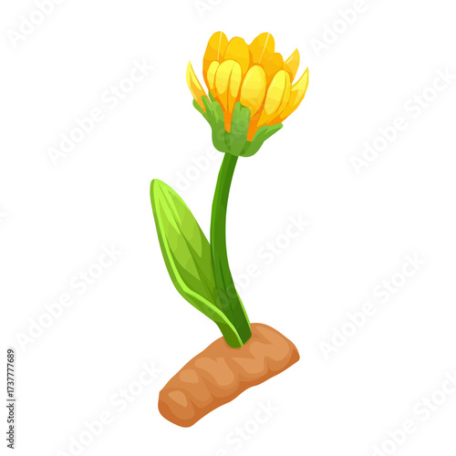 A frangipani flower illustration, digital painting, frangipani flower illustration in watercolor style, isolated on a white background, flower collection, EPS format design