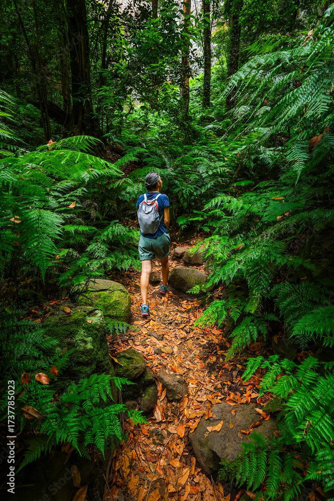 Fototapeta premium Scenic view of Cubo de la Galga hiking trail in the beautiful mysterious laurel forest. Laurisilva lush subtropical jungle on La Palma Island, Canary Islands, Spain, Europe 