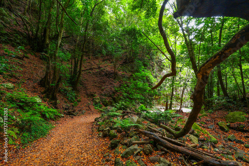 Schilderij op canvas Scenic view of Cubo de la Galga hiking trail in the beautiful mysterious laurel forest
