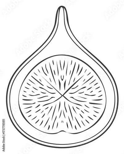 Drawn Illustration of a Single Fig Fruit Cut in Half, Isolated Design