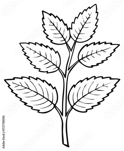 Vector outline drawing of a branch with serrated leaves and veins