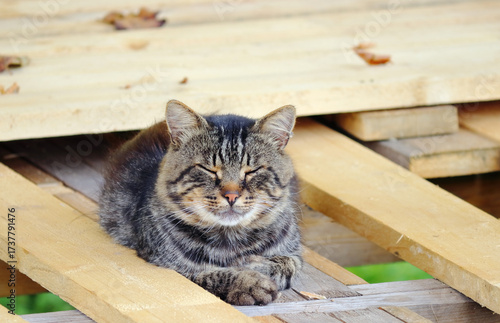 A cat sleeps in the sun