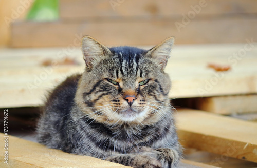 A cat sleeps in the sun