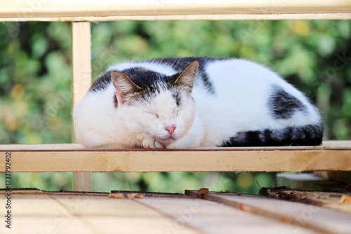 A cat sleeps in the sun