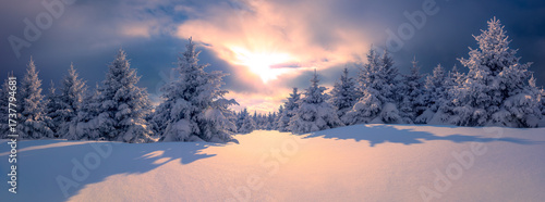 Fir trees covered snow at frosty morning glowing first sunlight.Winter landscape panorama