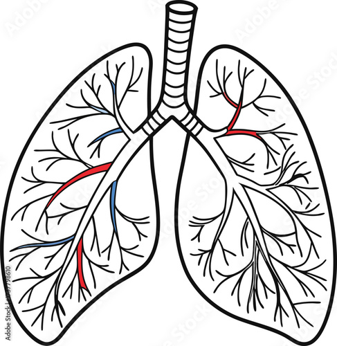 Detailed lungs anatomy illustration for educational use, perfect for textbooks and medical resources, showing arteries and veins, a modern anatomical representation
