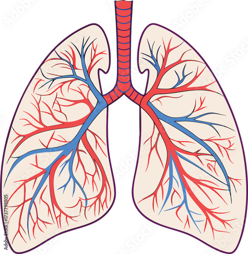 Detailed lung illustration for medical education, featuring intricate bronchioles and vascular system, ideal for healthcare marketing and anatomical studies