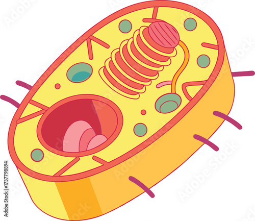 Engaging cell structure illustration for science education, explore cellular biology with this clear diagram, a visual aid for learning and discovery