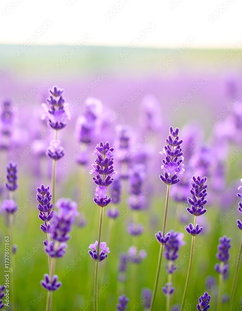 Naklejka premium Lavender field (1)