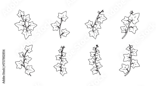 Vector art of ivy collection