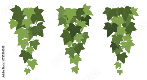 Decorative cascading green ivy vines with varying leaf shapes and shades.