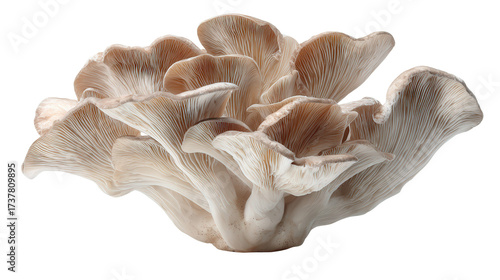 Oyster mushroom background isolated on a Transparent background, PNG file.