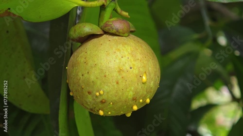 The mangosteen growing in the garden has a light green skin and some latex is coming out of the skin.