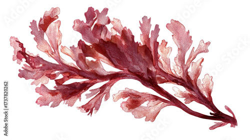 Red algae fragment background isolated on a Transparent background, PNG file.