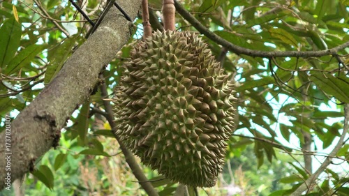 Durian is growing on the tree, And the skin has sharp thorns.