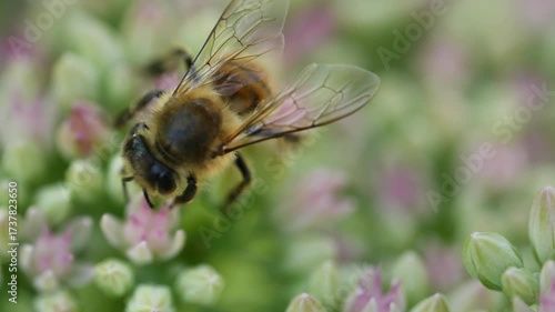 Bee is flying over a flower. The flower is pink and white