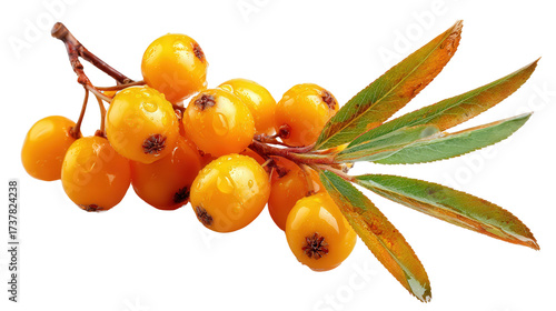 Sea buckthorn berry background isolated on a Transparent background, PNG file.