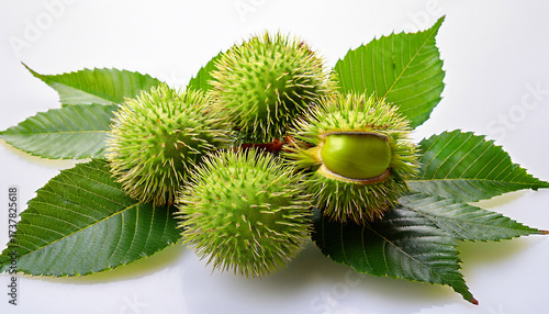 Cluster Of Green Sweet Chestnut Burrs With Leaves Isolated On Transparent Background