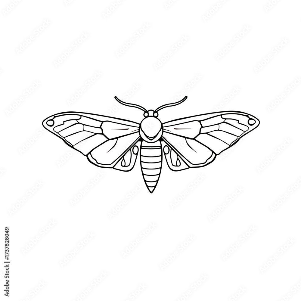 Fototapeta premium Simple moth drawing illustrating insect anatomy. Hand drawn moth drawing showcases intricate wing patterns and delicate body structure. Concept moth drawing for nature studies, educational materials,