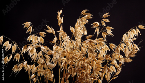 Wild Oats On Black Background