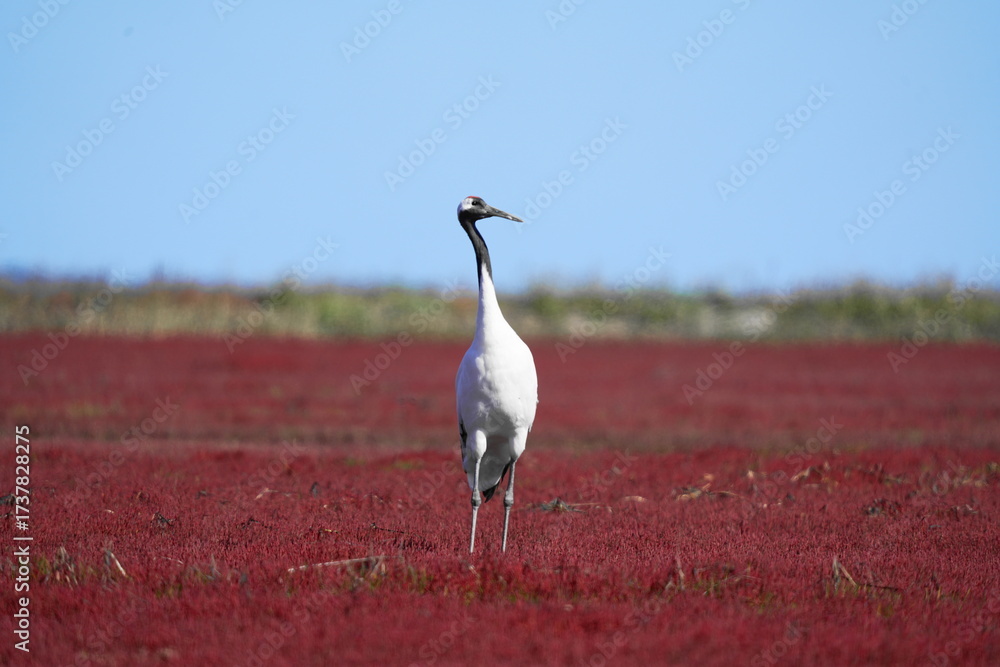 Fototapeta premium Red-Crowned Crane with Glasswort in Vibrant Red Marshland