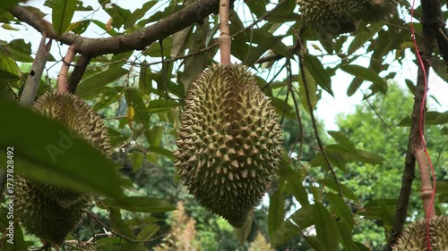 Durian is growing on the tree, And the skin has sharp thorns.