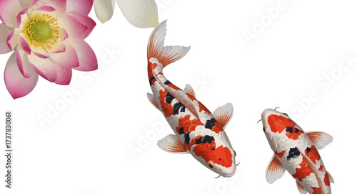Graceful koi fish duo swimming alongside serene lotus blossom against a clean white canvas