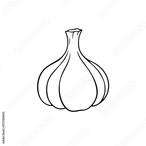 Outline drawing shows single bulb of garlic. Line drawing features common garlic isolated on white.