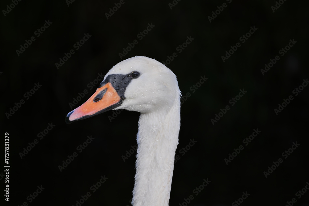 Obraz premium portrait of a swan on a black background