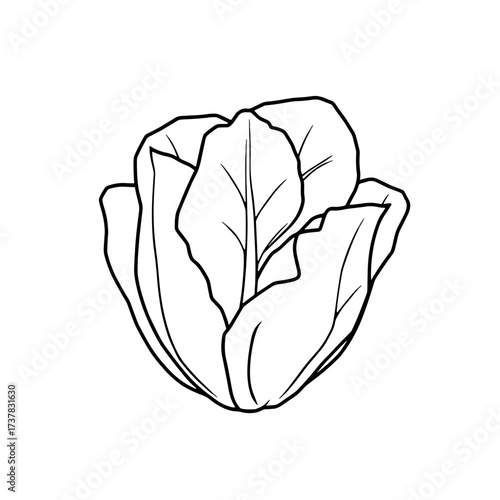 Cabbage drawing shows leafy vegetable with curled leaves. Cabbage drawing is a simple line art, with organic shape and contour, easy to use for presentations.