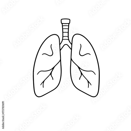 Human lungs illustration showing respiratory system and trachea in black and white. Human lungs detailed drawing shows internal organs and system, including trachea.