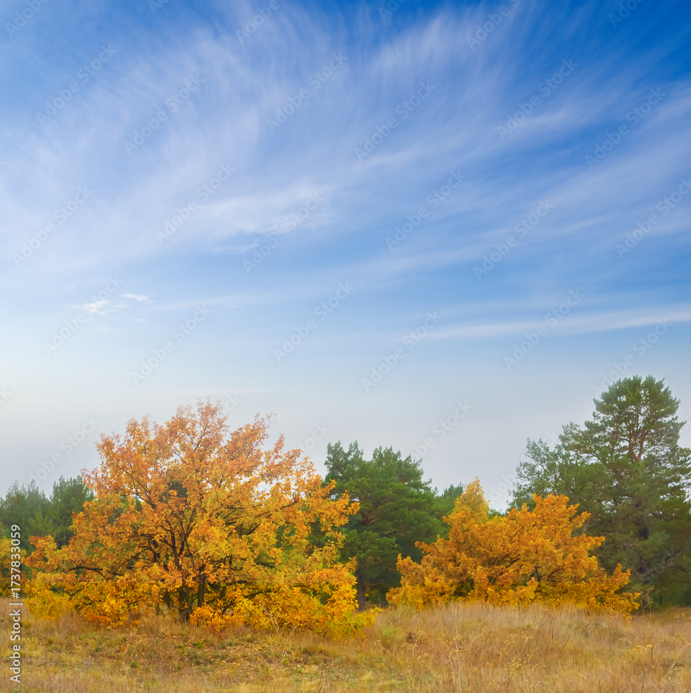 Fototapeta premium closeup red oak tree among forest glade under a blue cloudy sky
