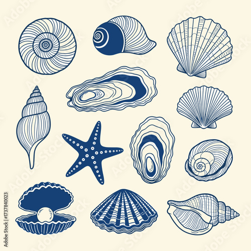 Collection of beautiful seashells and marine life illustrations in a vintage style.