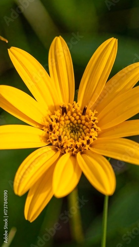 Vibrant yellow flower