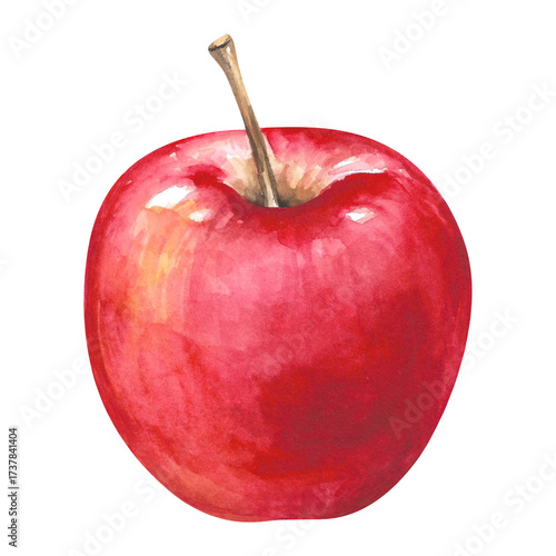 Apple, red freshly picked ripe fruit hand drawn watercolor illustration isolated on white. Juicy colorful clipart object for garden, autumn, harvest, rustic, countryside, food design, packaging, menu