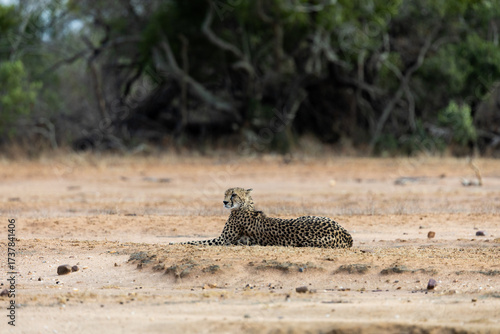 a cheetah female in an open field