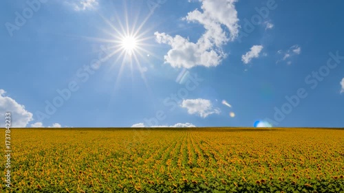  golden sunflower field at the summer sunny day, agricultural landscape time lapse scene