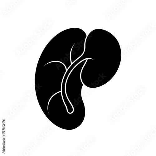 Silhouette of a kidney with veins design on transparent background