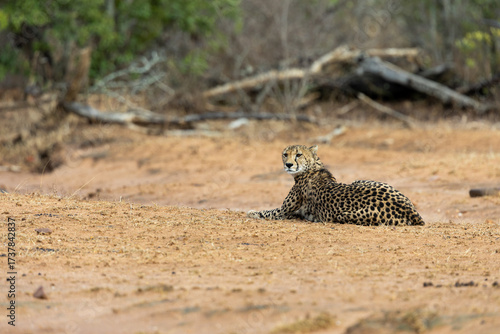 a cheetah female in an open field