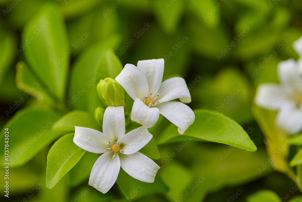 Fototapeta premium Close-up of orange Jasmine blooming on green leaves background