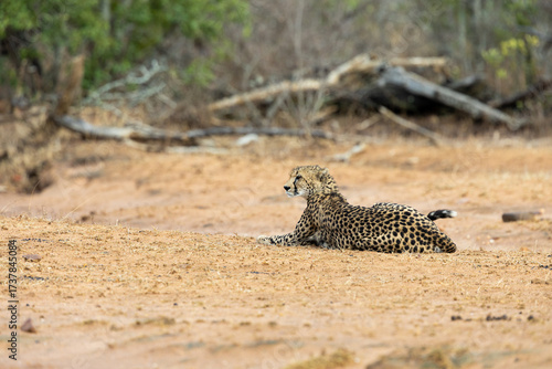 a cheetah female in an open field