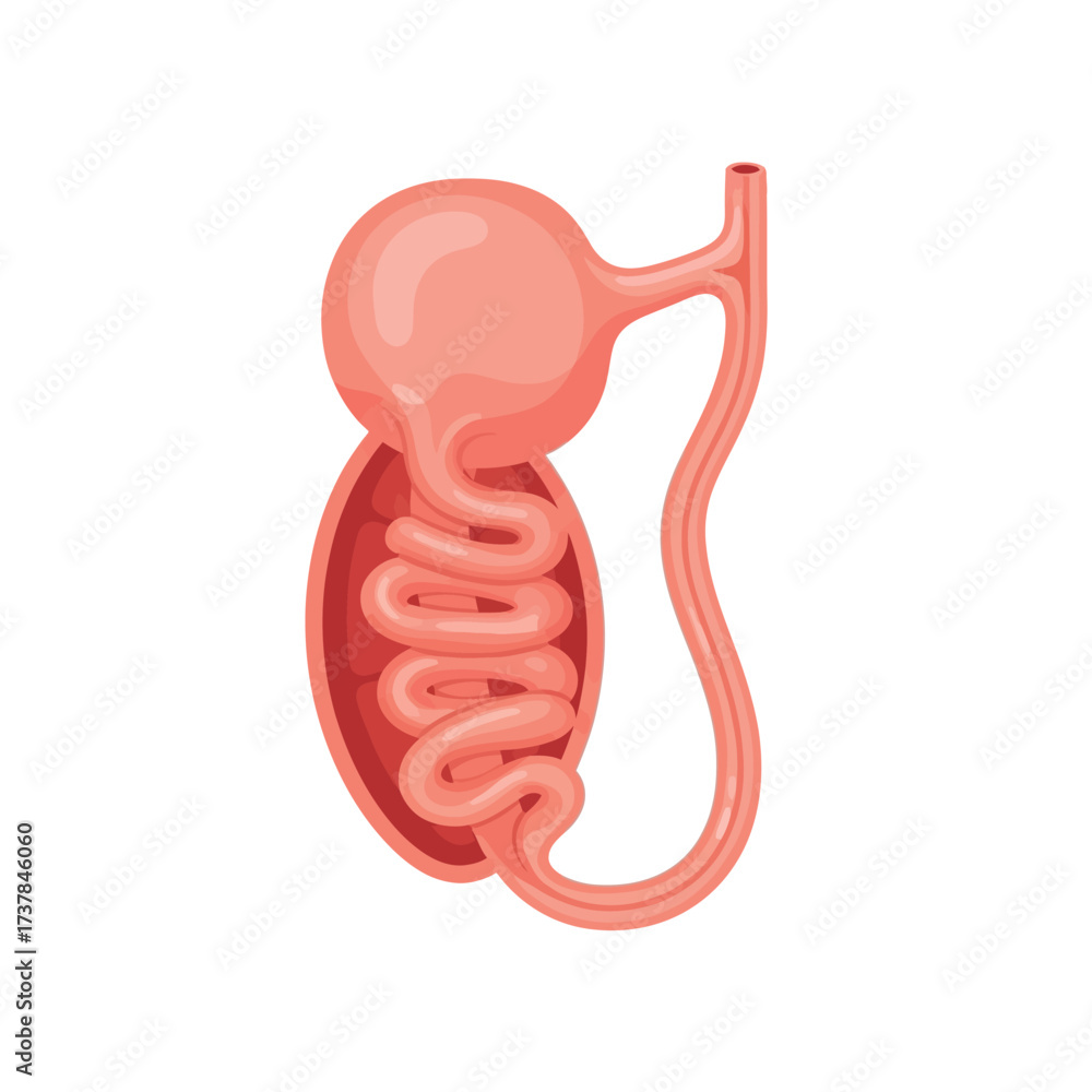 Fototapeta premium Anatomical Illustration of Human Epididymis Structure on White Background