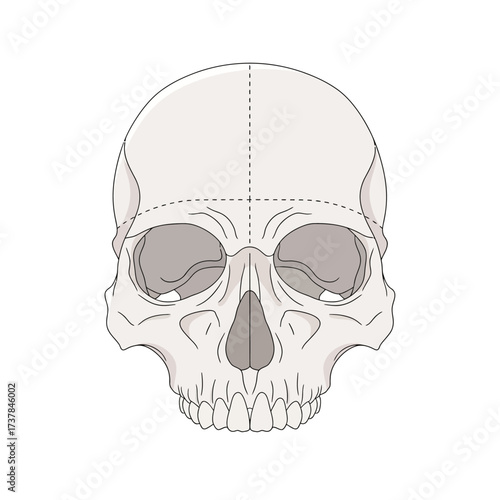 Anatomical vector illustration of human skull frontal bones on white backdrop