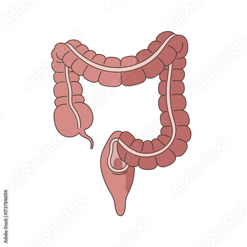 Flat vector illustration depicting the human descending colon anatomy
