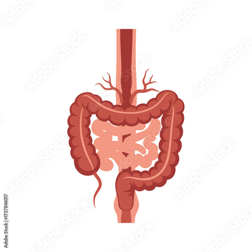 Stylized illustration of the Human Cecum, perfect for medical diagrams