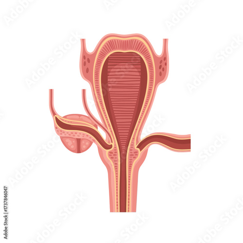 Detailed vector illustration depicting the human female reproductive system