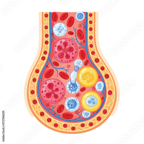 Stylized human bone marrow illustration showcasing cellular composition